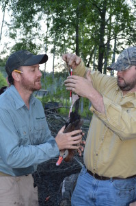 Staff Biologist Beau Bauer (L) and intern Gillie Croft band Black-bellied Whistling Ducks