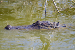 gator in water