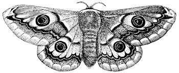 Nemours Wildlife Foundation Conservation Research and Education education image butterfly - Education