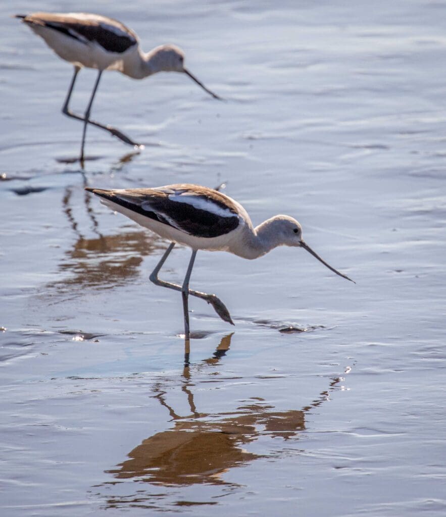 Avocetes Andrew Bridges - Our Mission and Vision