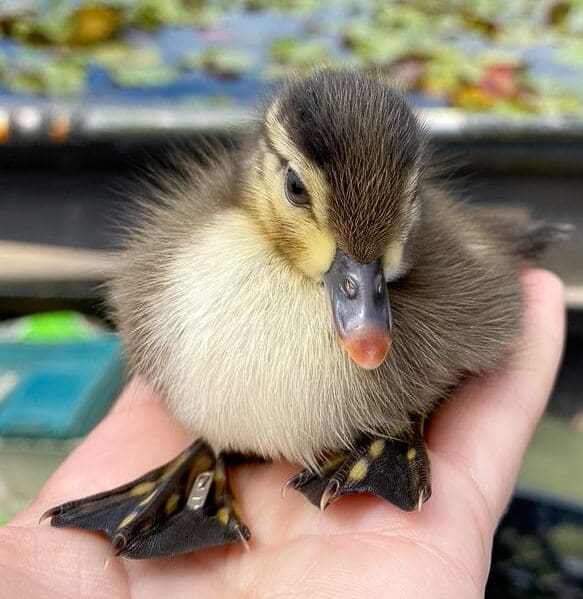 Duckling Nemours e1718654698162 - Stewardship