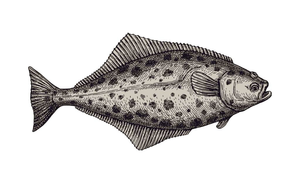 Flounder Adobe 6 - Research Projects