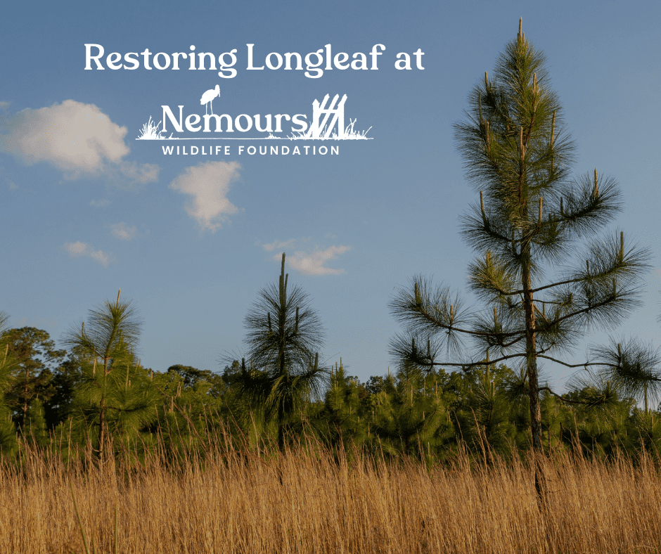 Public Tour Promo Graphics 2 - SOLD OUT: Restoring Longleaf at Nemours
