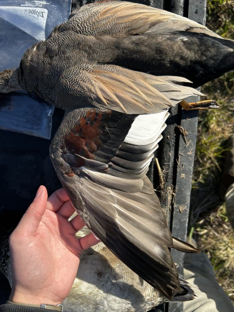 DrakeGadwallWing - Where South Carolina’s Winter Ducks Begin