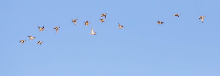 Green winged teal Andrew Bridges 2 - News & Reports